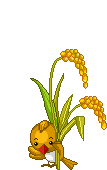 bird with corn stalks  animation