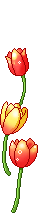 tulip  animation