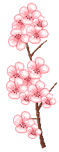 apple blossom  animation