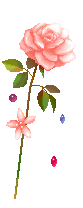 pink rose stem  animation
