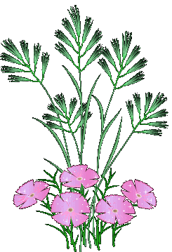 pink and grass  animation