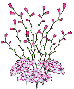 lots of  pink flowers  animation