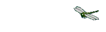  dragonfly animation