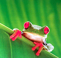 tree frog  animation