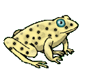 frog jumping  animation