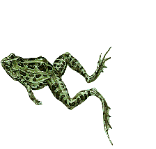 frog swimming  animation