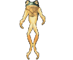 frog ballet dancing  animation