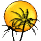 palm trees and sunset   animation