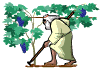  hoeing  a grape vine  animation