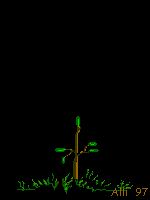 tree growing  animation