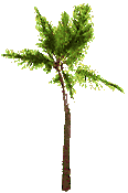 palm tree  animation