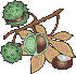  horse chestnuts  animation