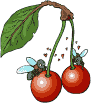 flies on cherries   animation