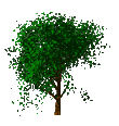 tree blowing in the wind   animation