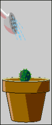 cactus growing  animation