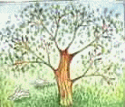 tree through the seasons   animation
