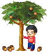 shaking  down the acorns  animation